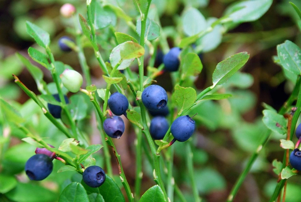 growing blueberries in raised beds