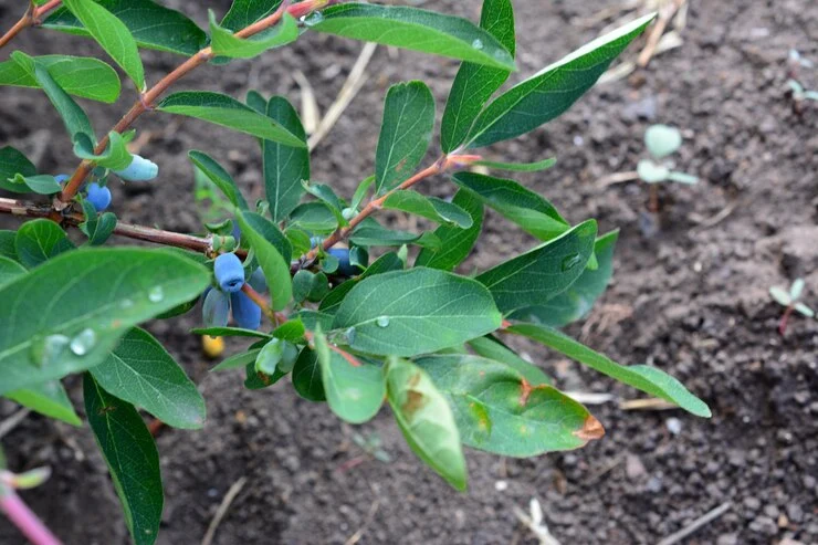 growing blueberries in raised beds