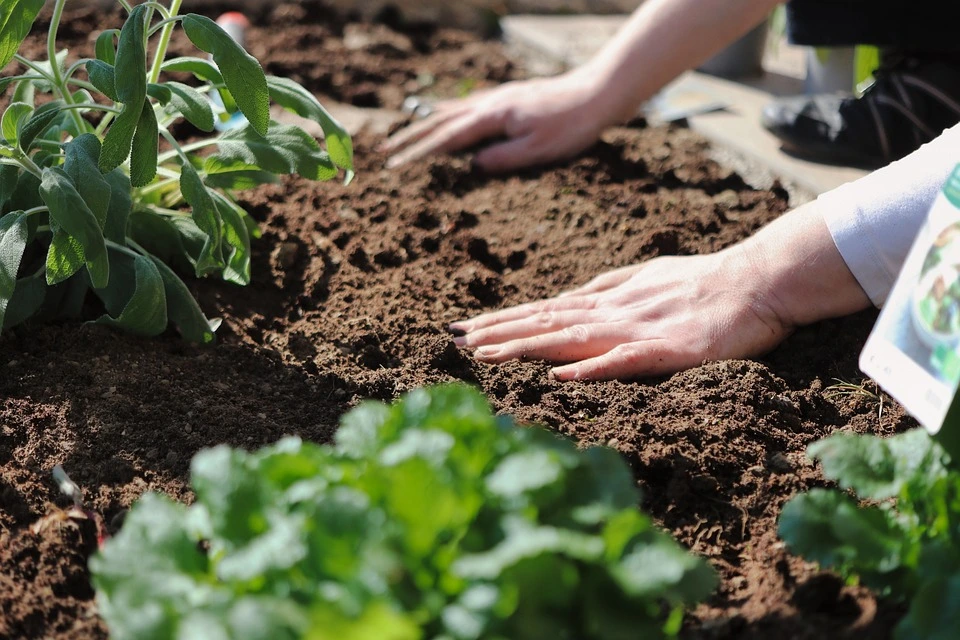 winter fertilizer for plants