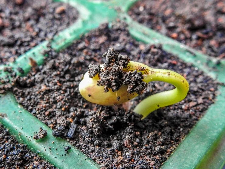 seeds popping out of soil when worm fertilize