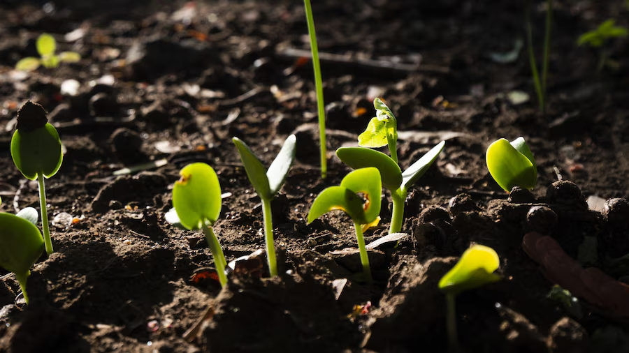 Seeds Popping Out of Soil When Worm Fertilize - dwellbrightly.com