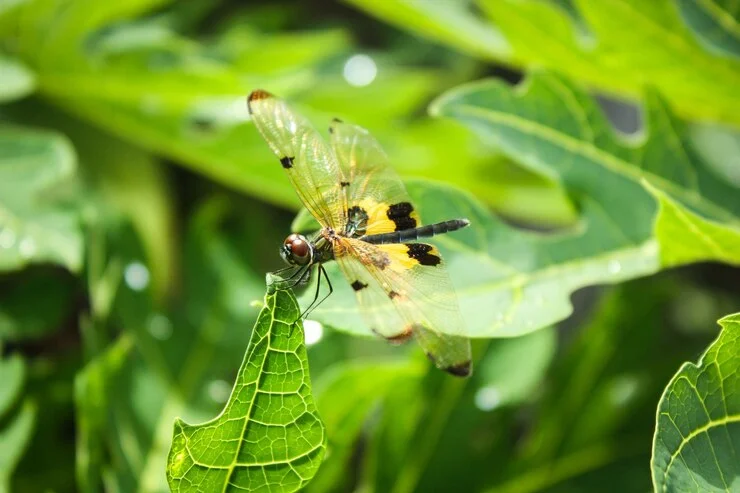 how to keep flies away from garden