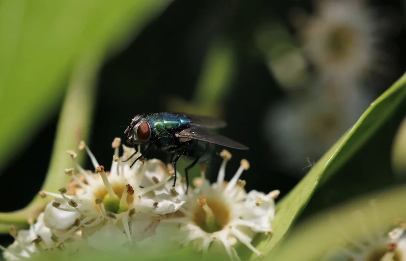 how to keep flies away from garden